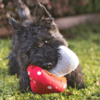 PLAY Blooming Buddies Mutt Mushroom Deze PLAY Blooming Buddies Mutt Mushroom houd je hond lekker bezig, voorkomt verveling en bevordert mentale stimulatie. Het speeltje is in de vorm van een rode paddenstoel met witte stippen en bevat krinkelgeluiden, een squeaker en kraakgeluiden in de stam. De paddenstoel kan los van de stam worden gehaald voor extra speelplezier voor jouw hond. De buitenkant heeft een dubbele laag en versterkte stiksels voor extra duurzaamheid. De vulling van de PLAY Blooming Buddies Mutt Mushroom is van 100% gerecyclede plastic flessen gemaakt en daarmee dus milieuvriendelijk. Afmeting: 19 x 13 x 10 cm Let op: Er is geen enkel hondenspeelgoed in de wereld wat niet kapot kan. Ondanks de dubbele stiksels, dubbele laag stof aan de buitenkant en de algehele stevigheid van het speelgoed, zou het kapot kunnen gaan. Op hondenspeelgoed zit geen garantie.Kies dus het juiste soort speeltje voor jouw hond zijn kauw- en speelbehoefte. Haal kapotte speeltjes meteen weg en laat jouw hond alleen spelen onder toezicht. Over P.L.A.Y. Hondenspeelgoed PLAY staat bekend om hun fantastische design en vrolijke, aansprekende kleuren. PLAY Dog Toys Het hondenspeelgoed van P.L.A.Y. is handgemaakt en de stevige buitenkant en dubbel gestikte randen zorgen voor extra duurzaamheid. De vulling van de speeltjes is gemaakt van gerecycled materiaal. Verder voldoet het hondenspeelgoed van Play aan dezelfde strenge kwaliteitsnormen voor het vervaardigen van baby- en kinderspeelgoed. Zo worden er AZO-vrije kleurstoffen gebruikt en is het geschikt voor de wasmachine en droger. P.L.A.Y. hondenspeelgoed Het hondenspeelgoed van PLAY wordt in Amerika ontworpen. Een collectie hondenspeeltjes van PLAY zijn doorgaans 5 verschillende speeltjes allemaal met hetzelfde thema. Bekend van Instagram Als jij honden volgt via Instagram, dan kan het niet missen dat je de P.L.A.Y. hondenspeeltjes wel eens voorbij hebt zien komen. Niet zo gek want de grappige en levensechte speeltjes zijn perfect voor een geweldige foto samen met jouw hond. Vergeet je A Lot for Doodles niet te taggen op Instagram? PLAY hondenspeeltjes bij A Lot for Doodles Bestel je Play hondenspeelgoed eenvoudig bij A Lot for Doodles. Of je nu een lief en schattig knuffeltje zoekt of een grappige, ondeugende speelkameraad voor je hond, je slaagt zeker weten met het ruime assortiment wat uit voorraad leverbaar is. Heb je vragen over onze producten of advies nodig wat je het beste kunt bestellen? Neem gerust contact met ons op, we helpen je graag verder.