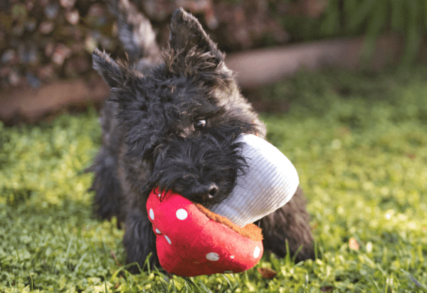 PLAY Blooming Buddies Mutt Mushroom Deze PLAY Blooming Buddies Mutt Mushroom houd je hond lekker bezig, voorkomt verveling en bevordert mentale stimulatie. Het speeltje is in de vorm van een rode paddenstoel met witte stippen en bevat krinkelgeluiden, een squeaker en kraakgeluiden in de stam. De paddenstoel kan los van de stam worden gehaald voor extra speelplezier voor jouw hond. De buitenkant heeft een dubbele laag en versterkte stiksels voor extra duurzaamheid. De vulling van de PLAY Blooming Buddies Mutt Mushroom is van 100% gerecyclede plastic flessen gemaakt en daarmee dus milieuvriendelijk. Afmeting: 19 x 13 x 10 cm Let op: Er is geen enkel hondenspeelgoed in de wereld wat niet kapot kan. Ondanks de dubbele stiksels, dubbele laag stof aan de buitenkant en de algehele stevigheid van het speelgoed, zou het kapot kunnen gaan. Op hondenspeelgoed zit geen garantie.Kies dus het juiste soort speeltje voor jouw hond zijn kauw- en speelbehoefte. Haal kapotte speeltjes meteen weg en laat jouw hond alleen spelen onder toezicht. Over P.L.A.Y. Hondenspeelgoed PLAY staat bekend om hun fantastische design en vrolijke, aansprekende kleuren. PLAY Dog Toys Het hondenspeelgoed van P.L.A.Y. is handgemaakt en de stevige buitenkant en dubbel gestikte randen zorgen voor extra duurzaamheid. De vulling van de speeltjes is gemaakt van gerecycled materiaal. Verder voldoet het hondenspeelgoed van Play aan dezelfde strenge kwaliteitsnormen voor het vervaardigen van baby- en kinderspeelgoed. Zo worden er AZO-vrije kleurstoffen gebruikt en is het geschikt voor de wasmachine en droger. P.L.A.Y. hondenspeelgoed Het hondenspeelgoed van PLAY wordt in Amerika ontworpen. Een collectie hondenspeeltjes van PLAY zijn doorgaans 5 verschillende speeltjes allemaal met hetzelfde thema. Bekend van Instagram Als jij honden volgt via Instagram, dan kan het niet missen dat je de P.L.A.Y. hondenspeeltjes wel eens voorbij hebt zien komen. Niet zo gek want de grappige en levensechte speeltjes zijn perfect voor een geweldige foto samen met jouw hond. Vergeet je A Lot for Doodles niet te taggen op Instagram? PLAY hondenspeeltjes bij A Lot for Doodles Bestel je Play hondenspeelgoed eenvoudig bij A Lot for Doodles. Of je nu een lief en schattig knuffeltje zoekt of een grappige, ondeugende speelkameraad voor je hond, je slaagt zeker weten met het ruime assortiment wat uit voorraad leverbaar is. Heb je vragen over onze producten of advies nodig wat je het beste kunt bestellen? Neem gerust contact met ons op, we helpen je graag verder.