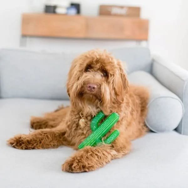 ZippyPaws ZippyTuff Cactus De ZippyPaws ZippyTuff Cactus piept! Deze cactus is gemaakt van flexibel maar duurzaam TPR-materiaal en is leuk om mee te spelen, apporteren en touwtrekken. Niet geschikt voor sterke kauwers Formaat ZippyPaws ZippyTuff Cactus: 17,5 x 11 x 3 cm Let op: Er is geen enkel hondenspeelgoed in de wereld wat niet kapot kan. Ondanks de algehele stevigheid van het speelgoed, zou het kapot kunnen gaan. Op hondenspeelgoed zit geen garantie. Kies dus het juiste soort speeltje voor jouw hond zijn kauw- en speelbehoefte. Haal kapotte speeltjes meteen weg en laat jouw hond alleen spelen onder toezicht. ZippyPaws Hondenspeelgoed Hondenspeeltjes van het merk ZippyPaws staan garant voor de allerleukste designs en zijn goed voor urenlang speelplezier. De hondenspeeltjes van ZippyPaws zijn ontworpen door hondenmensen voor honden. En dat zie je aan alles. ZippyPaws Burrows De Zippypaws Burrows zijn zoekspellen voor de hond. In iedere Burrow zitten 3 piepbeestjes verstopt. Speciaal voor honden die niet enthousiast worden van hersenwerkjes met voer zijn de Burrows perfect. Want de beloning is geen voer, maar een klein piepspeeltje. Je kunt de speeltjes zo vaak terug stoppen als je wilt, zodat jouw hond weer op zoek kan! Alle delen van de Zippy Burrows zijn gemaakt van hoogwaardig pluche stof. Daardoor is het niet alleen geschikt als interactief speeltje, maar kan het ook gebruikt worden als knuffelspeeltje. Alle speeltjes in de Burrows bevatten een ronde pieper om je hond extra enthousiast te maken. Interactief hondenspeelgoed bestellen Alle honden hebben speelgoed nodig. Het geeft zowel een mentale- als lichamelijke uitdaging voor je hond! Interactief hondenspeelgoed is niet alleen belangrijk om je hond tevreden te houden en verveling te voorkomen. Het is ook nuttig om problematisch gedrag aan te pakken, zoals destructief kauwen of hinderlijk blaffen. Zippypaws Burrows De Zippypaws Burrows zijn zoekspellen voor de hond. In iedere Burrow zitten 3 piepbeestjes verstopt. Speciaal voor honden die niet enthousiast worden van hersenwerkjes met voer zijn de Burrows perfect. Want de beloning is geen voer, maar een klein piepspeeltje. Je kunt de speeltjes zo vaak terug stoppen als je wilt, zodat jouw hond weer op zoek kan! Alle delen van de Zippy Burrows zijn gemaakt van hoogwaardig pluche stof. Alle speeltjes in de Burrows bevatten een ronde pieper om je hond extra enthousiast te maken. Doordat zowel de Burrow als de speeltjes in de Burrow van pluche zijn gemaakt is het niet alleen geschikt als interactiefspeeltje, maar kan het ook gebruikt worden als knuffelspeeltje. ZippyPaws Donutz Het populairste speeltje van Zippypaws is de Donut. Al in 2017 werd de miljardste donut verkocht. Voor de hond zijn de donut speeltjes helemaal geweldig. Er zitten 2 half ronde piepers in, waardoor het niet uitmaakt waar je in de donut bijt. Piepen doet de Zippypaws Donut altijd! De Donutz bevatten verder geen zachte pluche vulling. Ideaal voor honden die het normaal altijd laten sneeuwen in huis. Bekend van Instagram Als jij honden volgt via Instagram, dan kan het niet missen dat je de ZippyPaws hondenspeeltjes wel eens voorbij hebt zien komen. Niet zo gek want de grappige en interactieve speeltjes zijn perfect voor een geweldige foto samen met jouw hond. Vergeet je A Lot for Doodles niet te taggen op Instagram? ZippyPaws Nederland ZippyPaws hondenspeelgoed komt uit Amerika. Sinds een aantal jaren zijn de speeltjes ook in Nederland verkrijgbaar. Wij van A Lot for Doodles zijn trots dat we ZippyPaws verkopen in onze webshop. Bezoek onze shop en ontdek alle leuke speeltjes van ZippyPaws! ZippyPaws online bestellen De ZippyPaws hondenspeeltjes zijn bij ons online te bestellen. Naast de leuke speeltjes van ZippyPaws kun je ook bij ons terecht voor de merken Huxley & Kent, PawStory, HugSmart, Sodapup, Soos Pets, Cowboy Magic, Bass Brushes, P.L.A.Y., Yakka's & Carniwell. Heb je advies nodig? Neem gerust contact met ons op. We helpen je graag!