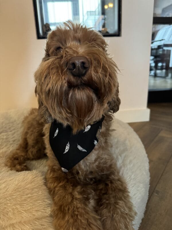 Bandana Black Feather impressie Bandana Black Feather Met deze Bandana Black Feather van A Lot for Doodles ziet jouw hond er uit om door een ringetje te halen. De bandana is handgemaakt en van 100% katoen. De Bandana is door de driehoekige vorm gemakkelijk te knopen een aan te passen in elke gewenste grootte. De bandana is geschikt voor zowel kleine als grote honden met een nekomtrek van maximaal 50 cm. Voor kleine honden kun je de bandana aan de bovenzijde een paar keer omvouwen, zodat hij als gegoten zit :) Productspecificatie Black Feather Materiaal: Katoen Vorm: Driehoek, aan beide zijden bedrukt. Kleur: Zwart met wit Merk: Handmade by A Lot for Doodles Maat: Nekomtrek maximaal 50 cm Wasvoorschrift: 30 graden Pinwheels, Bow Tie's en Bandana's voor honden kopen Bij A Lot for Doodles vind je een mooie selectie aan pinwheels, strikjes en bandana's voor honden. Zo kan elke hond goed gestyled de straat op Bandana's en strikjes voor honden Kleding maakt de hond. De Bandana's van A Lot for Doodles of de strikjes en bandana's van Huxley and Kent zijn een echte eyecather. Jouw hond ziet er met de Banda's van A Lot for Doodles uit om door een ringetje te halen. De bandana's hebben verschillende designs zodat er altijd wel een passende bandana te vinden is voor jouw hond. Bekend van Instagram Als jij honden volgt via Instagram, dan kan het niet missen dat je wel eens de mooiste bandana's, strikjes en pinwheels voorbij hebt zien komen. Niet zo gek want de bandana's & strikjes zijn perfect voor een geweldige foto van jouw hond. Vergeet je A Lot for Doodles niet te taggen op Instagram? Bestel Bandana's en strikjes voor honden bij A Lot for Doodles Bestel je bandana's en strikjes voor jouw hond eenvoudig bij A Lot for Doodles. Of je nu een burberry design strik zoekt of een vrolijke bandana, met ons ruime assortiment wat uit voorraad leverbaar is zit er altijd een passende bandana of strik tussen. Ook voor het leukste (interactieve) hondenspeelgoed, shampoo's voor honden en lekkere hondensnacks kun je bij ons terecht. Heb je vragen over onze producten of advies nodig wat je het beste kunt bestellen? Neem gerust contact met ons op, we helpen je graag verder.