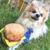 Huxley & Kent Lulubelles Power Plush Hamburger De Huxley & Kent Lulubelles Power Plush Hamburger - het speeltje waar elke hond over blaft! Van dit hondenspeeltje in de vorm van een grote hamburger wordt elke hond blij! Perfect om lekker mee te spelen, knuffelen of te apporteren.  De Huxley & Kent Hamburger is voorzien van een extra laag duurzame Mesh stof, wat zorgt voor extra stevigheid. Dit hondenspeeltje bevat een pieper en kan zowel in de wasmachine als droger. Formaat Huxley & Kent Lulubelles Power Plush Hamburger: 11 cm Let op: Er is geen enkel hondenspeelgoed in de wereld wat niet kapot kan. Ondanks de algehele stevigheid van het speelgoed, zou het kapot kunnen gaan. Op hondenspeelgoed zit geen garantie. Kies dus het juiste soort speeltje voor jouw hond zijn kauw- en speelbehoefte. Haal kapotte speeltjes meteen weg en laat jouw hond alleen spelen onder toezicht. Over Huxley & Kent Huxley & Kent heeft als doel om leuke, modieuze en functionele huisdierproducten te ontwikkelen die uniek zijn voor de branche. Sommige van hun producten lossen problemen op of voorzien in een behoefte, en andere zijn gewoon leuk! Ze houden van wat ze doen en de vreugde die het mensen en hun huisdieren geeft. Hondenspeelgoed Huxley & Kent Huxley & Kent biedt een breed assortiment leuk en duurzaam hondenspeelgoed dat tegemoet komt aan verschillende speelstijlen en voorkeuren. Hun speelgoed staat bekend om hun kwaliteit en duurzaamheid, vaak voorzien van extra lagen duurzaam gaas om ruig spel te weerstaan. Huxley & Kent legt ook de nadruk op veiligheid en functionaliteit in hun ontwerpen, en zorgt ervoor dat hun speelgoed niet alleen vermakelijk is, maar ook veilig voor huisdieren Huxley & Kent Pinwheels en Bow Tie's Huxley & Kent maakt naast hun hondenspeelgoed ook bandana's, strikjes en pinwheels voor honden. Een geweldige accessoire voor aan de halsband van jouw hond. Bij A Lot for Doodles vind je een mooie selectie aan pinwheels, strikjes en Bandana's voor honden. Bekend van Instagram Als jij honden volgt via Instagram, dan kan het niet missen dat je wel eens de mooiste bandana's, strikjes en pinwheels voorbij hebt zien komen. Niet zo gek want de bandana's & strikjes zijn perfect voor een geweldige foto van jouw hond. Vergeet je A Lot for Doodles niet te taggen op Instagram? Bestel Bandana's en strikjes voor honden bij A Lot for Doodles Bestel je bandana's en strikjes voor jouw hond eenvoudig bij A Lot for Doodles. Of je nu een burberry design strik zoekt of een vrolijke bandana, met ons ruime assortiment wat uit voorraad leverbaar is zit er altijd een passende bandana of strik tussen. Ook voor het leukste (interactieve) hondenspeelgoed, shampoo's voor honden en lekkere hondensnacks kun je bij ons terecht. Heb je vragen over onze producten of advies nodig wat je het beste kunt bestellen? Neem gerust contact met ons op, we helpen je graag verder.