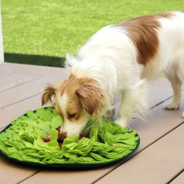 Injoya Avocado Pal Snuffle Mat honden snuffelmat Stimuleert de hersenen en zintuigen van jouw hond met deze avocado snuffelmat! De Injoya Avocado Pal Snuffle Mat is een grote snuffelmat waarin je snoepjes kunt verstoppen. De 'pit' is een zachte knuffel. Verstop de snoepjes of brokjes tussen de stroken van de mat en jouw hond kan gaan snuffelen. Deze mat zit boordevol met verstopplekken, kortom; een spannende en uitdagende snuffelmat. Honden willen het liefste werken voor hun voer. Een goede manier om dat te doen is door brokjes te verstoppen in een snuffelspeeltje. Op die manier eten ze ook automatisch langzamer, wat weer beter is voor de spijsvertering. Door de grote maat is dit snuffelkleed geschikt voor alle honden, van klein tot groot. Snuffelen en zoeken naar voer is voor honden een ontspannende bezigheid. Ze kunnen zich focussen op 1 taak; snacks zoeken. Het snuffelen en werken voor voer is voor honden natuurlijk gedrag. Na het snuffelen zijn ze voldaan en ontspannen. Tijd voor een pawernap ;)  Tip: verstop de heerlijke snacks van Carniwell in deze leuke snuffelmat, en snuffelen maar! Formaat Injoya Avocado Pal Snuffle Mat: 62,5 x 53 cm. Geschikt voor honden van alle leeftijden. Machine wasbaar op 30 graden. Hoe te gebruiken: Verwijder alle verpakking voor het gebruik. Gebruik de Injoya Avocado Pal Snuffelmat voor interactieve speeltijd. Met snuffelspeeltjes speel je samen met jouw hond. Jij verstopt de snacks in het snuffelkleed, jouw hond gaat op zoek en jij helpt waar nodig. Laat jouw hond niet gefrustreerd raken en laat jouw hond op kalme wijze zoeken naar de snackies. Haal het kleed na iedere snuffelsessie weg en berg je het op voor de volgende keer. Het speeltje is niet gemaakt om op te kauwen of aan te trekken. Niet onbeheerd in een bench of kamer achterlaten. Beschadigde of kapotte snuffelspeeltjes weghalen en vervangen. Injoya Hondenspeelgoed Maak kennis met Injoya, het merk dat staat voor kwaliteit, innovatie en eindeloos speelplezier voor uw hond! Injoya hondenspeelgoed is speciaal ontworpen om honden fysiek én mentaal te stimuleren. Van uitdagende snuffelmatten tot interactieve puzzelspeeltjes – elk product van Injoya is gemaakt met oog voor detail en gericht op het vervullen van de natuurlijke instincten van jouw hond. Mentale stimulatie voor honden De interactieve speeltjes van Injoya helpen honden mentaal scherp te blijven door ze uit te dagen en hun probleemoplossende vaardigheden te verbeteren. Het speelgoed is ontworpen om te voldoen aan het natuurlijke speur- en jaaginstinct van jouw hond, wat zorgt voor een voldaan en tevreden gevoel. Snuffelspeelgoed  Het speelgoed van Injoya biedt niet alleen fysiek vermaak, maar stimuleert ook de hersenen van uw hond. Interactieve speeltjes, zoals snuffelmatten en puzzels, dagen uw hond uit om te zoeken, te ruiken en oplossingen te vinden. Dit zorgt voor een voldane en tevreden hond. Natuurlijke Instincten Bevorderen Honden hebben van nature de behoefte om te snuffelen, jagen en problemen op te lossen. Het speelgoed van Injoya speelt perfect in op deze instincten. Zo help je jouw hond op een leuke manier zijn energie kwijt te raken en verveling te voorkomen. Snuffelmat voor honden De snuffelmatten van Injoya zijn ontworpen om de natuurlijke speurinstincten van honden te stimuleren en verveling tegen te gaan. Deze innovatieve matten bieden uw hond niet alleen eindeloos speelplezier, maar ook een waardevolle mentale uitdaging. Door snoepjes of brokjes in de mat te verstoppen, wordt jouw hond gestimuleerd om zijn neus en hersenen te gebruiken om het lekkers te vinden. Dit maakt snuffelmatten een ideaal hulpmiddel voor mentale stimulatie en gedragsverbetering. Populaire Injoya hondenspeelgoed bij A Lot for Doodles Bij A Lot for Doodles vind je een ruim assortiment aan hondenspeelgoed van Injoya. Bijvoorbeeld de Injoya snuffelmatten; ideaal voor het bevorderen van het zoekgedrag en mentale uitdaging. Injoya snuffelspeelgoed; voor honden die van een uitdaging houden en graag met hun pootjes of neus problemen oplossen.De speeltjes van Injoya zijn nog leuker als je er snacks in verstopt! Bij de leukste shop voor jouw hond vind je naast hondenspeelgoed ook overheerlijke natuurlijke snacks. Met het grote assortiment aan onweerstaanbare hypoallergene hondensnacks shop je alles voor een perfecte snuffel pawty! Bestel Injoya honden snuffelspeelgoed bij A Lot for Doodles Bestel je snuffelmatten en het snuffelspeelgoed van Injoya  eenvoudig bij A Lot for Doodles. Heb je vragen over onze producten of advies nodig wat je het beste kunt bestellen? Neem gerust contact met ons op, we helpen je graag verder.