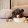 Injoya Chicken and Gravy snuffelschaal voor de hond Maximaal speel- en snuffelplezier met deze snuffel kip en juskom! De Injoya Chicken and Gravy snuffle bowl is niet alleen een super leuk hondenspeeltje, maar stimuleert ook nog eens de hersenen en zintuigen van jouw hond! Onder en in de kippenpoten, en in de bowl zelf, zijn verschillende verstopplekken voor snoepjes. Daarnaast kun je de kippenpoten ook los halen. Jouw hond kan dus maximaal spelen, snuffelen, zoeken en snoepen. De Injoya Chicken and Gravy snuffel bowl gaat verveling tegen en zet jouw hond mentaal aan het werk. Honden willen het liefste werken voor hun voer. Een goede manier om dat te doen is door brokjes te verstoppen in een snuffelspeeltje. Op die manier eten ze ook automatisch langzamer, wat weer beter is voor de spijsvertering. Snuffelspeelgoed stimuleert de zintuigen en de hersenen van de hond. Daarnaast werkt snuffelen en zoeken naar brokjes ontspannend en geeft het jouw hond voldoening. Tip: verstop de heerlijke snacks van Carniwell in deze bowl met kip, en snuffelen maar! Formaat Injoya Chicken and Gravy Snuffle Bowl: ø 27 cm, 7 cm hoog. Gemaakt van vilt en pluche en geschikt voor honden van alle leeftijden. Machine wasbaar op 30 graden. Hoe te gebruiken: Verwijder alle verpakking voor het gebruik. Gebruik de Injoya Chicken and Gravy Snuffle Bowl voor interactieve speeltijd. Met snuffelspeeltjes speel je samen met jouw hond. Jij verstopt de snacks in het speeltje, jouw hond gaat op zoek en jij helpt waar nodig. Laat jouw hond niet gefrustreerd raken en laat jouw hond op kalme wijze zoeken naar de snackies. Voor de hond is de combinatie van een zacht speeltje samen met het zoeken naar snacks een gouden combinatie. Is jouw hond meer van het kapotmaken van speeltjes? Dan haal je het speeltje na iedere snuffelsessie weg en berg je het op voor de volgende keer. Het speeltje is niet gemaakt om op te kauwen of aan te trekken. Niet onbeheerd in een bench of kamer achterlaten. Beschadigde of kapotte snuffelspeeltjes weghalen en vervangen. Injoya Hondenspeelgoed Maak kennis met Injoya, het merk dat staat voor kwaliteit, innovatie en eindeloos speelplezier voor uw hond! Injoya hondenspeelgoed is speciaal ontworpen om honden fysiek én mentaal te stimuleren. Van uitdagende snuffelmatten tot interactieve puzzelspeeltjes – elk product van Injoya is gemaakt met oog voor detail en gericht op het vervullen van de natuurlijke instincten van jouw hond. Mentale stimulatie voor honden De interactieve speeltjes van Injoya helpen honden mentaal scherp te blijven door ze uit te dagen en hun probleemoplossende vaardigheden te verbeteren. Het speelgoed is ontworpen om te voldoen aan het natuurlijke speur- en jaaginstinct van jouw hond, wat zorgt voor een voldaan en tevreden gevoel. Snuffelspeelgoed  Het speelgoed van Injoya biedt niet alleen fysiek vermaak, maar stimuleert ook de hersenen van uw hond. Interactieve speeltjes, zoals snuffelmatten en puzzels, dagen uw hond uit om te zoeken, te ruiken en oplossingen te vinden. Dit zorgt voor een voldane en tevreden hond. Natuurlijke Instincten Bevorderen Honden hebben van nature de behoefte om te snuffelen, jagen en problemen op te lossen. Het speelgoed van Injoya speelt perfect in op deze instincten. Zo help je jouw hond op een leuke manier zijn energie kwijt te raken en verveling te voorkomen. Snuffelmat voor honden De snuffelmatten van Injoya zijn ontworpen om de natuurlijke speurinstincten van honden te stimuleren en verveling tegen te gaan. Deze innovatieve matten bieden uw hond niet alleen eindeloos speelplezier, maar ook een waardevolle mentale uitdaging. Door snoepjes of brokjes in de mat te verstoppen, wordt jouw hond gestimuleerd om zijn neus en hersenen te gebruiken om het lekkers te vinden. Dit maakt snuffelmatten een ideaal hulpmiddel voor mentale stimulatie en gedragsverbetering. Bij A Lot for Doodles vind je een ruim assortiment aan hondenspeelgoed van Injoya. Bijvoorbeeld de Injoya snuffelmatten; ideaal voor het bevorderen van het zoekgedrag en mentale uitdaging. Injoya snuffelspeelgoed; voor honden die van een uitdaging houden en graag met hun pootjes of neus problemen oplossen. Hypoallergene hondensnacks Bij A Lot for Doodles vind je een ruim assortiment aan natuurlijke hypoallergene snacks van Carniwell. De snacks van Carniwell zijn graanvrij, er wordt niets aan toegevoegd en bevatten bovendien één eiwitbron. Hierdoor zijn de Carniwell snacks ook geschikt voor honden met allergieën, voedselintoleranties en voor honden die op dieet zijn. Bestel Injoy Hondenspeelgoed bij A Lot for Doodles Bestel je snuffelmatten en het snuffelspeelgoed van Injoya  eenvoudig bij A Lot for Doodles. Heb je vragen over onze producten of advies nodig wat je het beste kunt bestellen? Neem gerust contact met ons op, we helpen je graag verder.