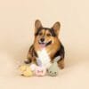 PetShop by Fringe Studio Freshly Picked Canvas hondenspeelgoed Ben je op zoek naar uniek, duurzaam hondenspeelgoed dat ook nog eens geweldig oogt? De PetShop by Fringe Studio Freshly Picked Canvas is dé perfecte keuze voor jouw hond! Dit leuke hondenspeeltje, geïnspireerd door verse groenten, combineert stijl met functionaliteit. Het speelgoed is gemaakt van stevig canvas, wat het extra duurzaam maakt voor intensief speelplezier. Dit speeltje heeft een ingebouwde pieper die je hond stimuleert om actief te blijven spelen, ideaal voor apporteerspelletjes of om mee te knuffelen. Het vrolijke en kleurrijke ontwerp zorgt ervoor dat dit speeltje niet alleen een favoriet van je hond wordt, maar ook een stijlvolle toevoeging aan je interieur. Geef je hond een frisse, speelse twist met dit stijlvolle hondenspeelgoed dat er net zo goed uitziet als het speelt! Kenmerken PetShop by Fringe Studio Freshly Picked Canvas: Duurzaam canvas materiaal: Gemaakt van stevig en slijtvast canvas, perfect voor honden die graag kauwen. Met pieper: Voor extra speelplezier en stimulatie. Leuk en uniek design: Geïnspireerd op vers geplukte groenten, een echte eyecatcher. Geschikt voor honden van alle formaten: Dit speelgoed is perfect voor kleine tot grote honden. Veilig en hondvriendelijk: Geen schadelijke materialen, zodat jouw hond veilig kan spelen Geweldig voor alle hondengroottes, maar niet bedoeld voor agressieve kauwers. Afmeting PetShop by Fringe Studio Freshly Picked Canvas: Lemon: 15 x 6 cm, Peer: 15 x 7,5 cm, Appel: 12,5 x 7,5 cm  Het speeltje is niet gemaakt om op te kauwen of aan te trekken. Niet onbeheerd in een bench of kamer achterlaten. Beschadigde of kapotte hondenspeeltjes weghalen en vervangen. PetShop by Fringe Studio Hondenspeelgoed Wij zijn trots om het populaire merk 'Petshop by Fringe Studio' met jullie te kunnen delen. Petshop by Fringe Studio is een merk dat bekend staat om zijn stijlvolle en speelse ontwerpen. Als je op zoek bent naar hondenspeelgoed dat niet alleen functioneel is, maar er ook nog eens prachtig uitziet, dan zit je met dit merk helemaal goed. Stijlvol en uniek hondenspeelgoed voor elke hond Het speelgoed van Petshop by Fringe Studio valt direct op door zijn unieke en creatieve ontwerpen. Of je nu een hondenspeeltje zoekt in de vorm van een grappige cactus, een schattige eenhoorn of een luxe fles champagne, bij dit merk vind je altijd iets bijzonders. De ontwerpen zijn speels, kleurrijk en vaak voorzien van grappige details die zowel honden als hun baasjes doen glimlachen. Duurzaam hondenspeelgoed Naast het leuke design is het speelgoed van Fringe Studio ook gemaakt van duurzame materialen die tegen een stootje kunnen. Of je hond nu graag knuffelt, kauwt of apporteert, dit speelgoed is ontworpen om langdurig speelplezier te bieden. Het is gemaakt van hoogwaardige stoffen en voorzien van piepers en andere geluidseffecten die de aandacht van je hond blijven trekken. Voor elke hond wat wils Fringe Studio biedt een breed scala aan hondenspeelgoed dat geschikt is voor honden van alle maten en leeftijden. Van zachte knuffels voor de pup tot stevig kauwspeelgoed voor de volwassen hond. Er is voor iedere hond een passend speeltje te vinden. Het speelgoed is bovendien veilig, zodat je zonder zorgen je hond kunt laten genieten. Shop Petshop by Fringe Studio bij A Lot for Doodles In onze webshop vind je een uitgebreide collectie van Petshop by Fringe Studio, altijd up-to-date met de nieuwste trends en collecties. Of je nu een verjaardagscadeautje zoekt voor je hond of gewoon een leuk speeltje om de dag op te vrolijken, bij ons ben je aan het juiste adres. Blader door ons assortiment en geef je trouwe viervoeter het beste speelgoed, waar hij gegarandeerd dol op zal zijn! Heb je vragen over onze producten of advies nodig wat je het beste kunt bestellen? Neem gerust contact met ons op, we helpen je graag verder.