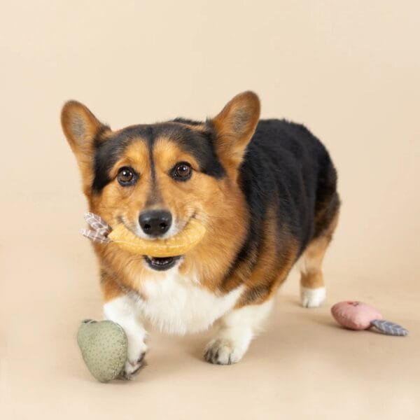 PetShop by Fringe Studio Freshly Picked Canvas hondenspeelgoed Ben je op zoek naar uniek, duurzaam hondenspeelgoed dat ook nog eens geweldig oogt? De PetShop by Fringe Studio Freshly Picked Canvas is dé perfecte keuze voor jouw hond! Dit leuke hondenspeeltje, geïnspireerd door verse groenten, combineert stijl met functionaliteit. Het speelgoed is gemaakt van stevig canvas, wat het extra duurzaam maakt voor intensief speelplezier. Dit speeltje heeft een ingebouwde pieper die je hond stimuleert om actief te blijven spelen, ideaal voor apporteerspelletjes of om mee te knuffelen. Het vrolijke en kleurrijke ontwerp zorgt ervoor dat dit speeltje niet alleen een favoriet van je hond wordt, maar ook een stijlvolle toevoeging aan je interieur. Geef je hond een frisse, speelse twist met dit stijlvolle hondenspeelgoed dat er net zo goed uitziet als het speelt! Kenmerken PetShop by Fringe Studio Freshly Picked Canvas: Duurzaam canvas materiaal: Gemaakt van stevig en slijtvast canvas, perfect voor honden die graag kauwen. Met pieper: Voor extra speelplezier en stimulatie. Leuk en uniek design: Geïnspireerd op vers geplukte groenten, een echte eyecatcher. Geschikt voor honden van alle formaten: Dit speelgoed is perfect voor kleine tot grote honden. Veilig en hondvriendelijk: Geen schadelijke materialen, zodat jouw hond veilig kan spelen Geweldig voor alle hondengroottes, maar niet bedoeld voor agressieve kauwers. Afmeting PetShop by Fringe Studio Freshly Picked Canvas: Lemon: 15 x 6 cm, Peer: 15 x 7,5 cm, Appel: 12,5 x 7,5 cm  Het speeltje is niet gemaakt om op te kauwen of aan te trekken. Niet onbeheerd in een bench of kamer achterlaten. Beschadigde of kapotte hondenspeeltjes weghalen en vervangen. PetShop by Fringe Studio Hondenspeelgoed Wij zijn trots om het populaire merk 'Petshop by Fringe Studio' met jullie te kunnen delen. Petshop by Fringe Studio is een merk dat bekend staat om zijn stijlvolle en speelse ontwerpen. Als je op zoek bent naar hondenspeelgoed dat niet alleen functioneel is, maar er ook nog eens prachtig uitziet, dan zit je met dit merk helemaal goed. Stijlvol en uniek hondenspeelgoed voor elke hond Het speelgoed van Petshop by Fringe Studio valt direct op door zijn unieke en creatieve ontwerpen. Of je nu een hondenspeeltje zoekt in de vorm van een grappige cactus, een schattige eenhoorn of een luxe fles champagne, bij dit merk vind je altijd iets bijzonders. De ontwerpen zijn speels, kleurrijk en vaak voorzien van grappige details die zowel honden als hun baasjes doen glimlachen. Duurzaam hondenspeelgoed Naast het leuke design is het speelgoed van Fringe Studio ook gemaakt van duurzame materialen die tegen een stootje kunnen. Of je hond nu graag knuffelt, kauwt of apporteert, dit speelgoed is ontworpen om langdurig speelplezier te bieden. Het is gemaakt van hoogwaardige stoffen en voorzien van piepers en andere geluidseffecten die de aandacht van je hond blijven trekken. Voor elke hond wat wils Fringe Studio biedt een breed scala aan hondenspeelgoed dat geschikt is voor honden van alle maten en leeftijden. Van zachte knuffels voor de pup tot stevig kauwspeelgoed voor de volwassen hond. Er is voor iedere hond een passend speeltje te vinden. Het speelgoed is bovendien veilig, zodat je zonder zorgen je hond kunt laten genieten. Shop Petshop by Fringe Studio bij A Lot for Doodles In onze webshop vind je een uitgebreide collectie van Petshop by Fringe Studio, altijd up-to-date met de nieuwste trends en collecties. Of je nu een verjaardagscadeautje zoekt voor je hond of gewoon een leuk speeltje om de dag op te vrolijken, bij ons ben je aan het juiste adres. Blader door ons assortiment en geef je trouwe viervoeter het beste speelgoed, waar hij gegarandeerd dol op zal zijn! Heb je vragen over onze producten of advies nodig wat je het beste kunt bestellen? Neem gerust contact met ons op, we helpen je graag verder.